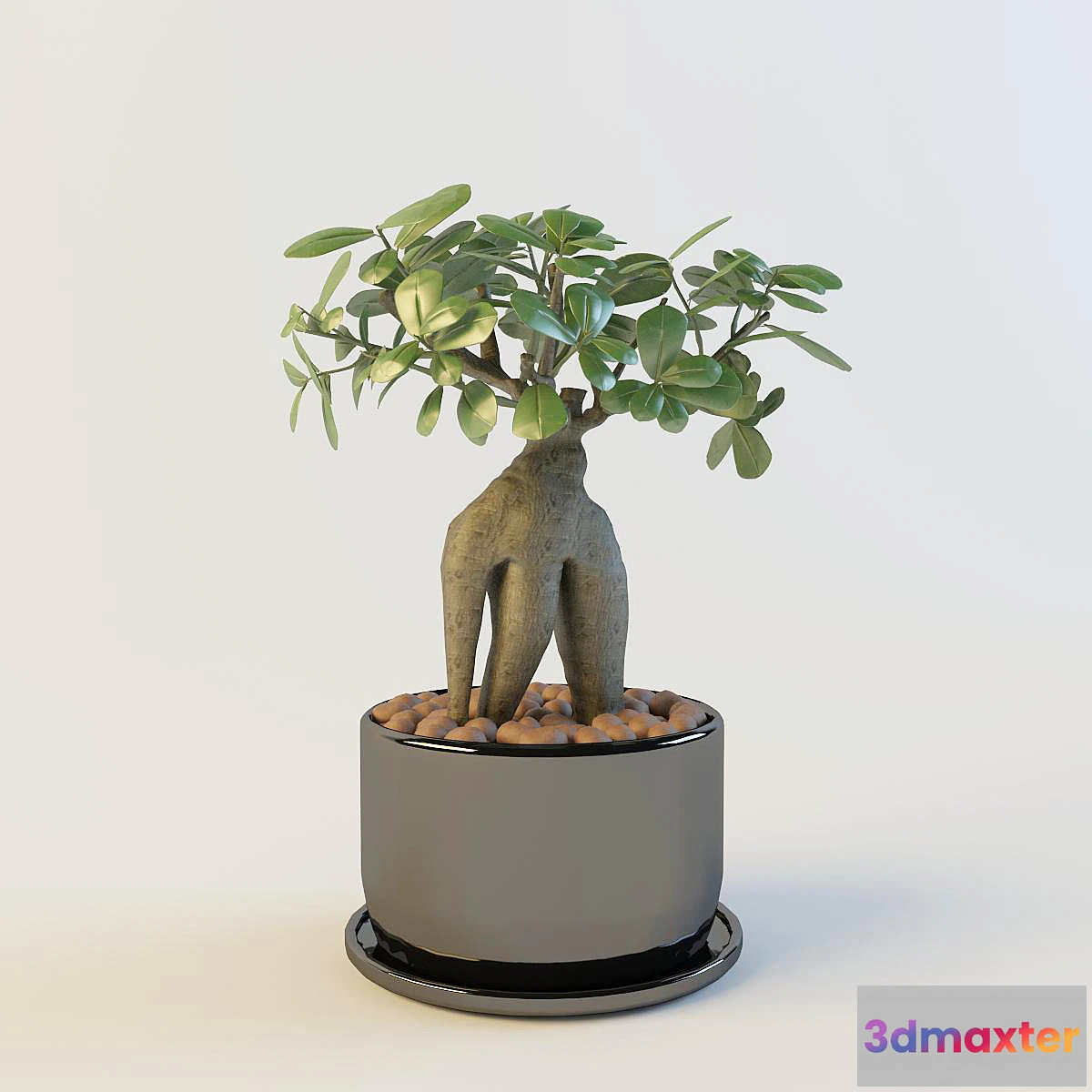 624977 - Ficus Microcarpa