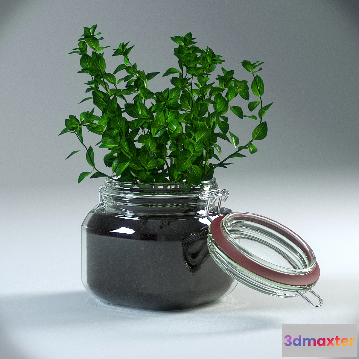630469 - Oregano Plant in pot