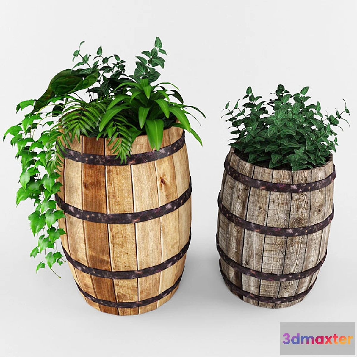 631781 - plant - No.7