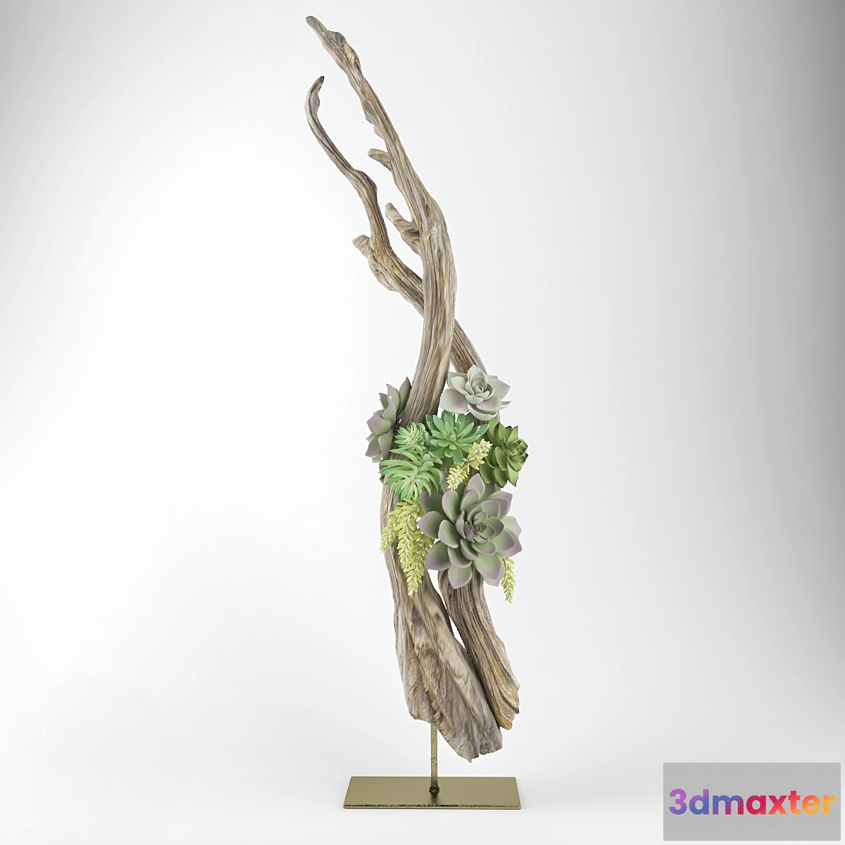 631799 - Composition of succulents