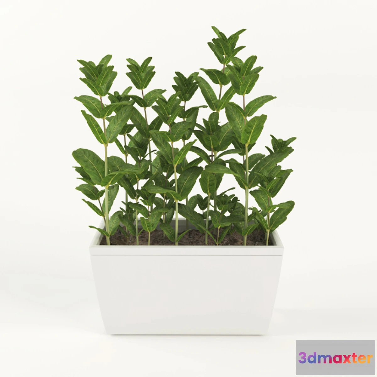 631809 - Mint in pots