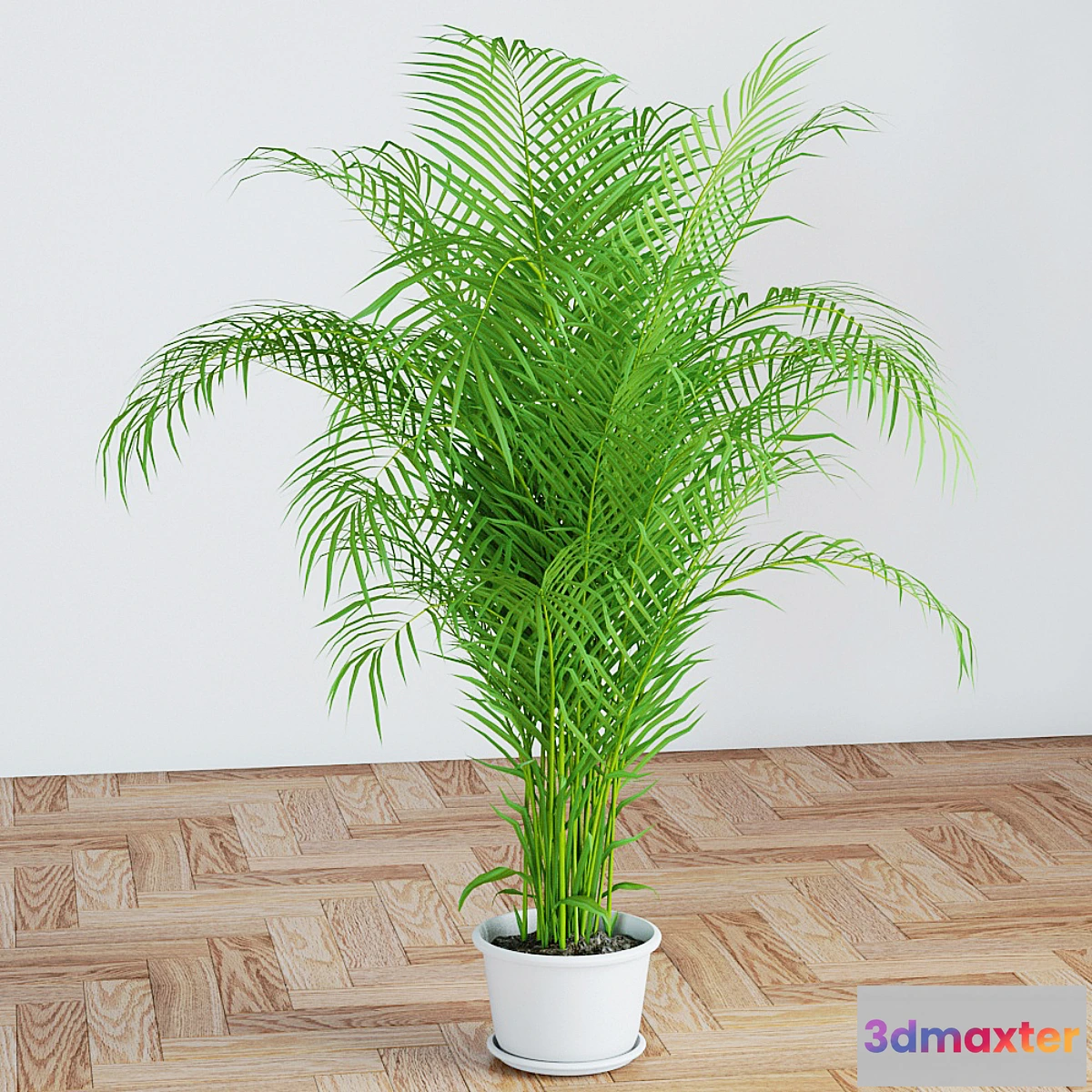 631819 - Palm - No.3