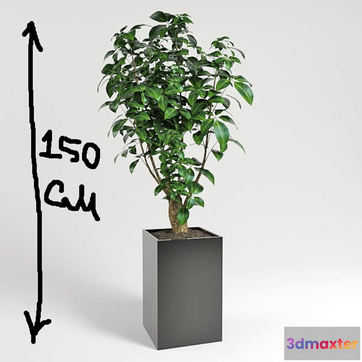 631855 - plant - No.10