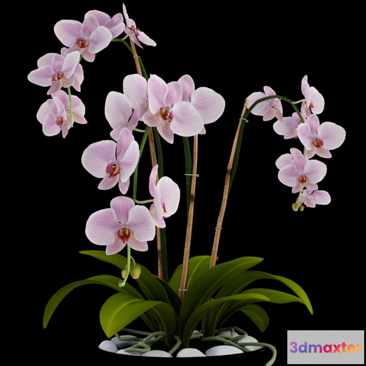 631871 - Orchid - No.9