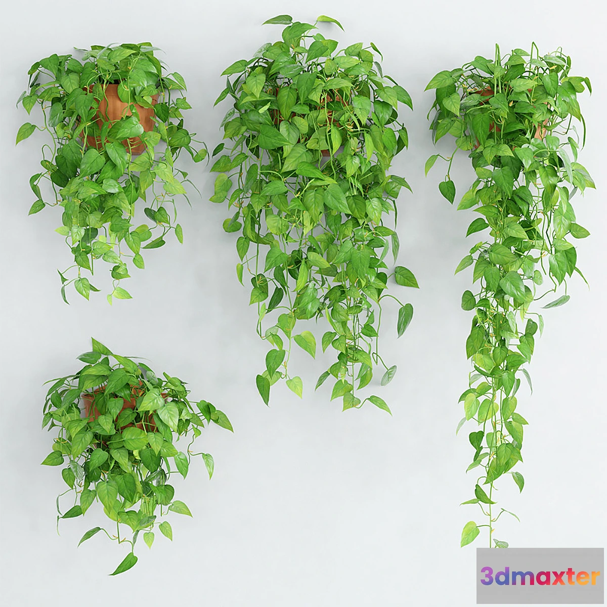 636457 - Woodbine 5 - No.2