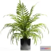 636465 - ARECA PALM PLANT 12