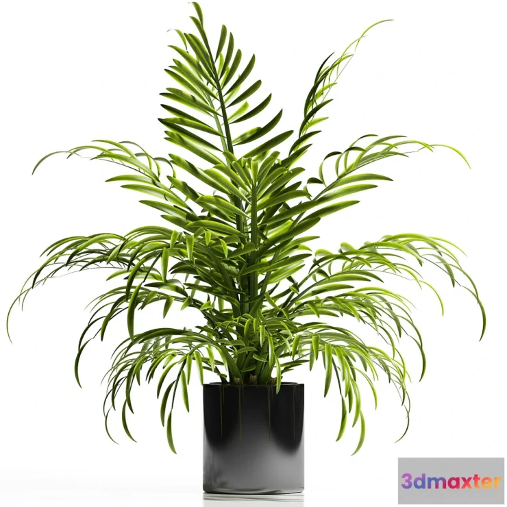 636465 - ARECA PALM PLANT 12