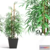 636467 - BAMBOO PLANT 11