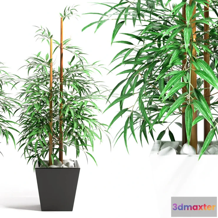 636467 - BAMBOO PLANT 11