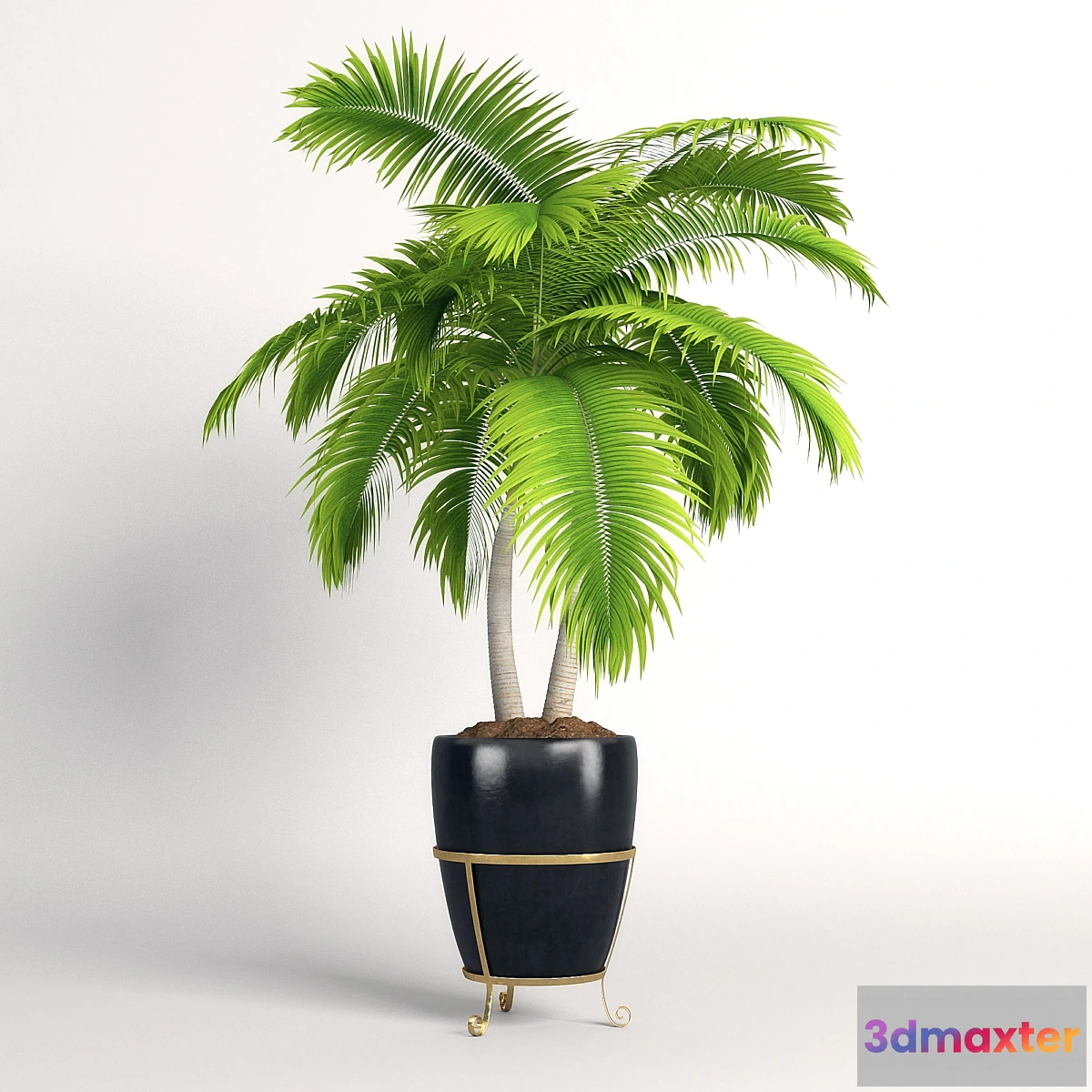 636469 - Double palm trees in a pot