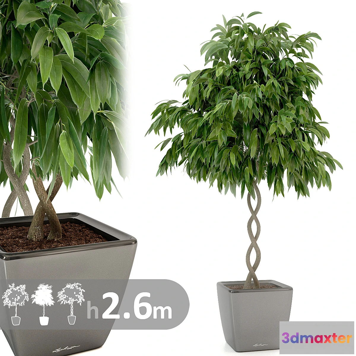 636511 - Ficus Ali _ Ficus binnendijkii - No.2