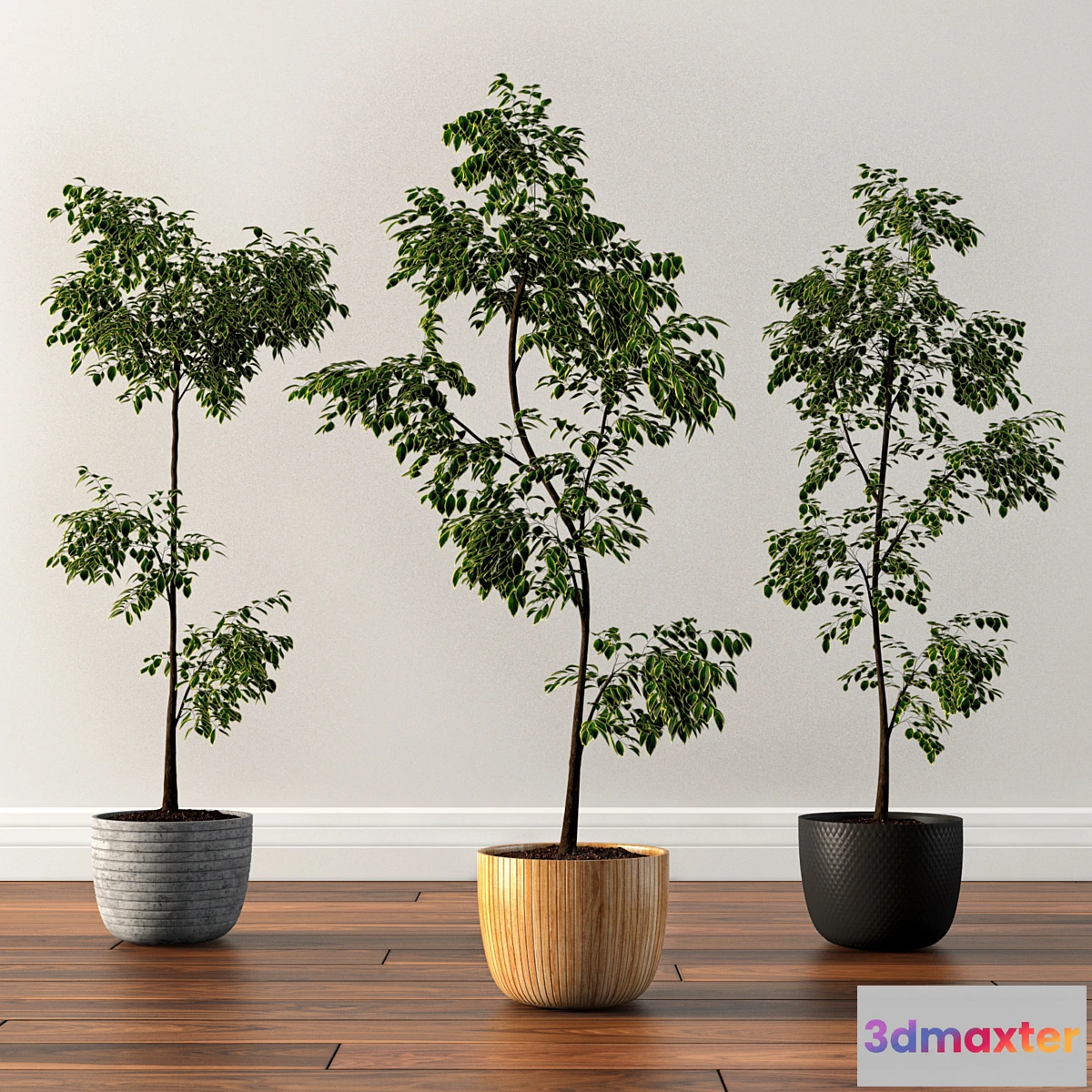 636565 - Ficus Silk Tree