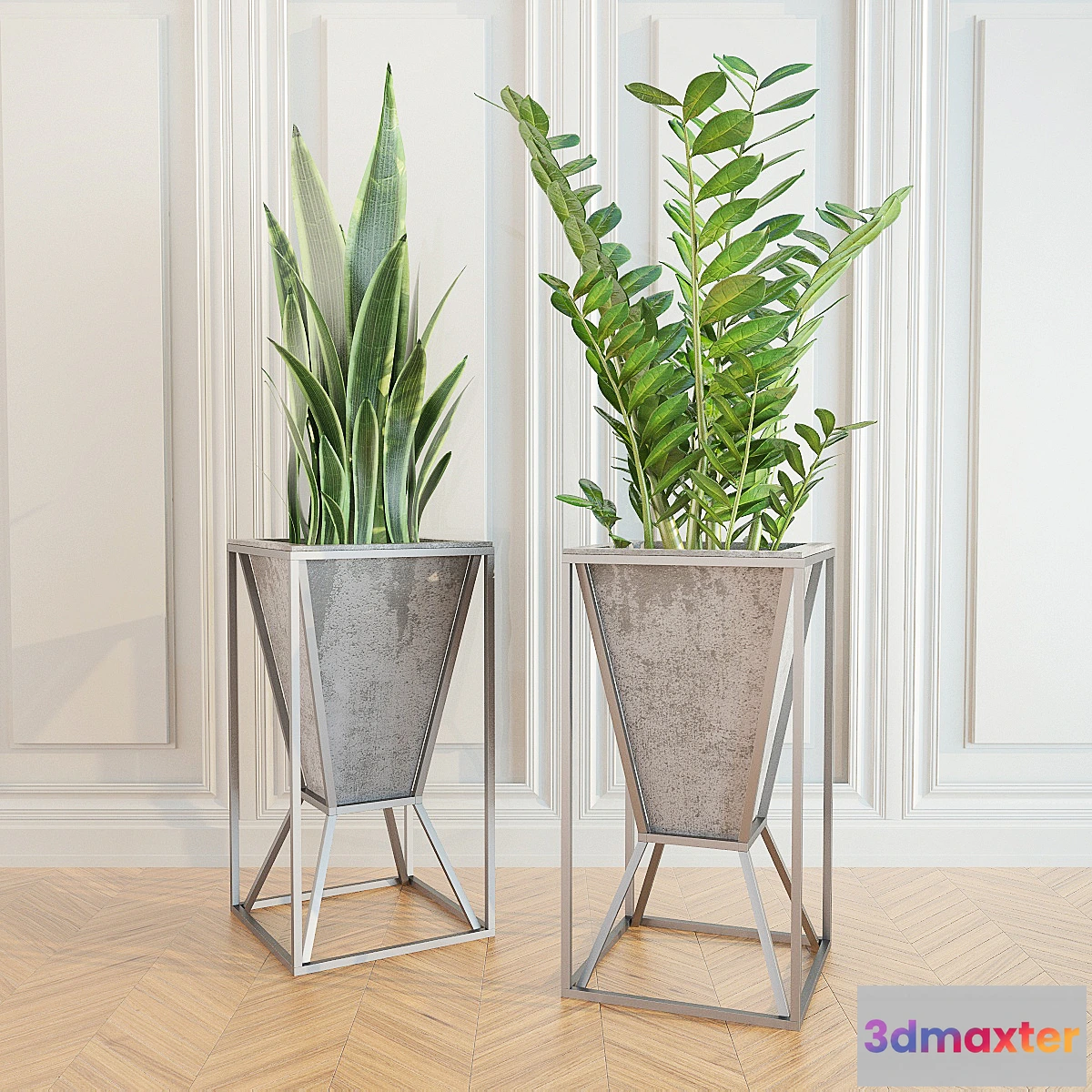 636585 - Zamioculcas _ sansevieriya