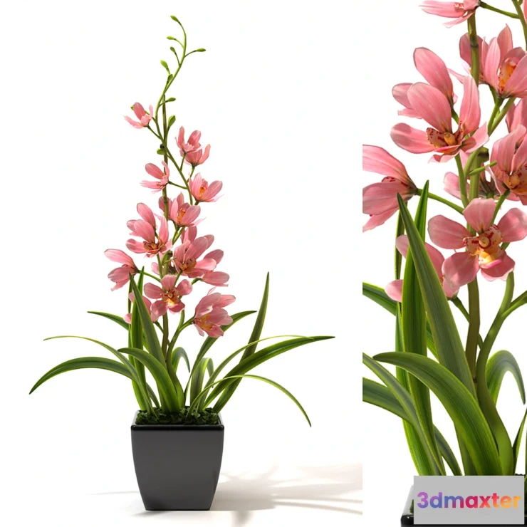 636587 - ORCHID 4 - No.2