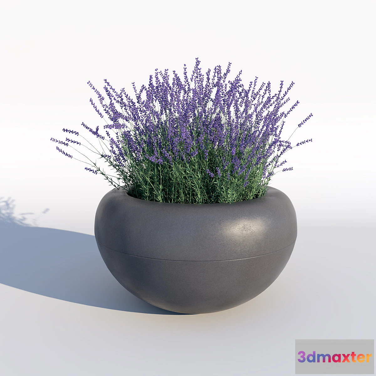 636589 - Lavender - No.2