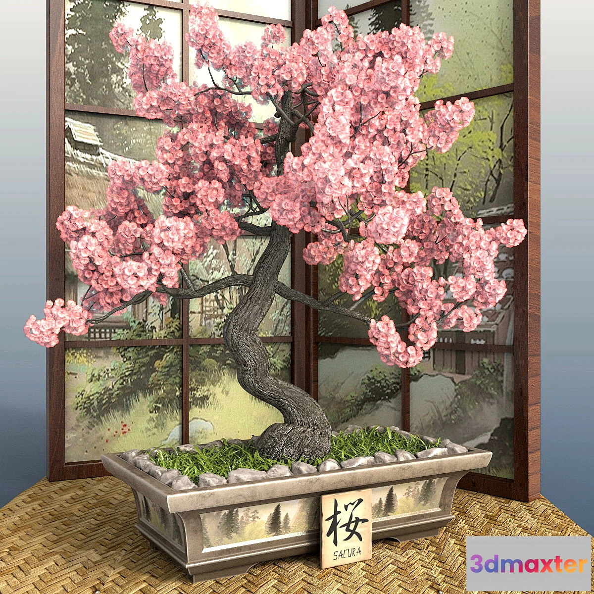 636597 - Bonsai 1 - Sakura