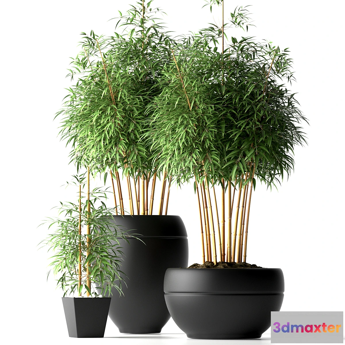 636605 - BAMBOO PLANTS 18 - No.2