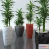 639741 - Dracaena in pots Lechuza