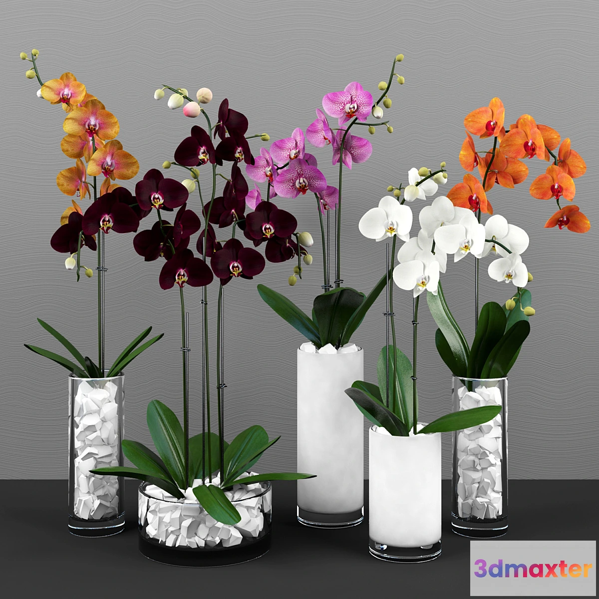 639745 - Phalaenopsis orchids set - No.2