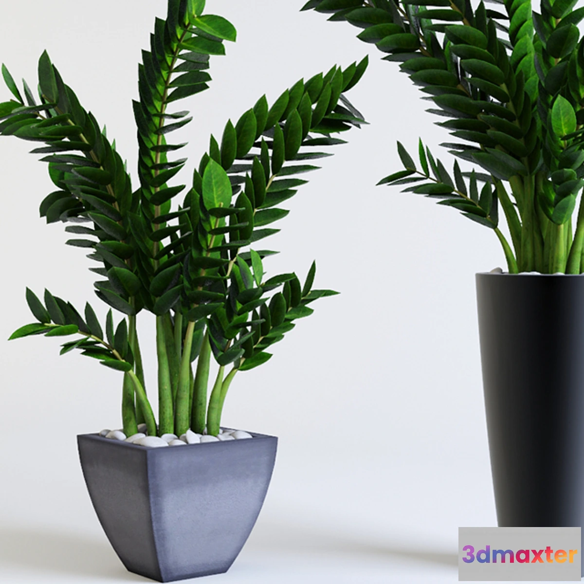 639751 - Zamioculcas Zamioculcas