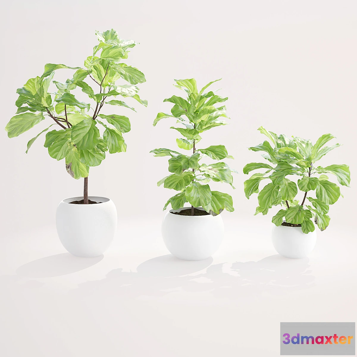 639759 - Ficus lyre 2