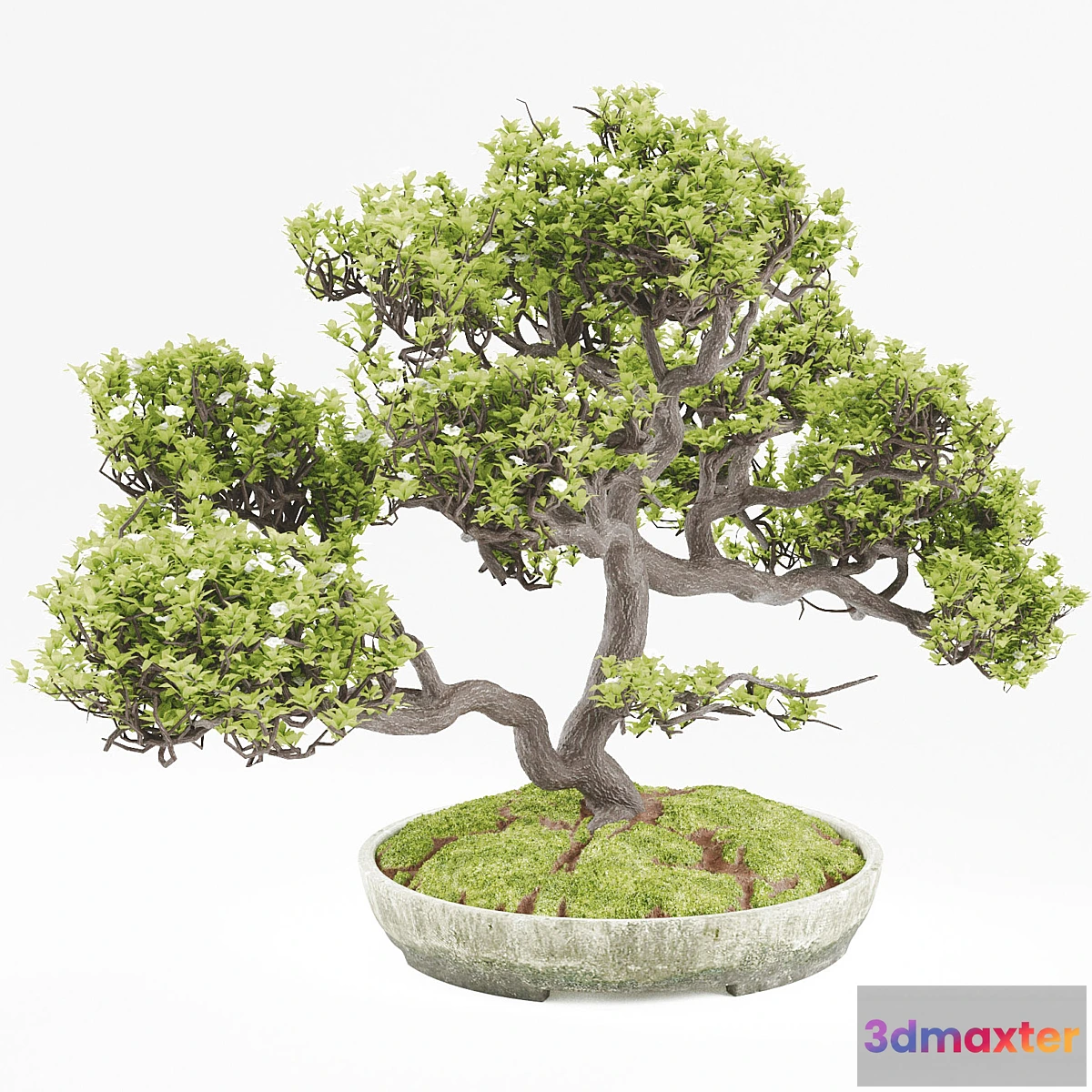 639765 - Bonsai - No.8