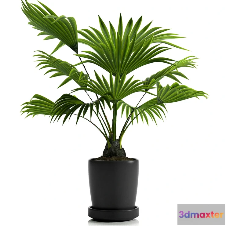 645725 - FAN PALM PLANTS 21