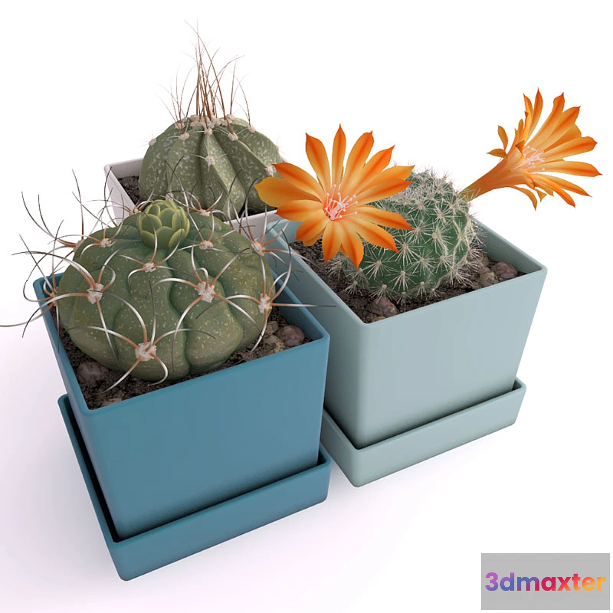 645731 - Three cactus