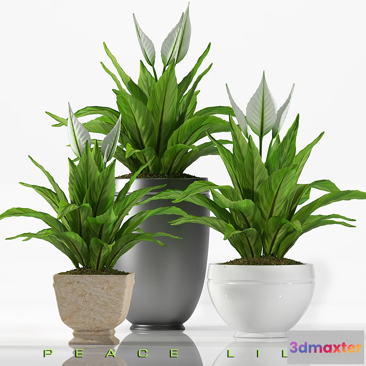 645735 - PEACE LILY 2