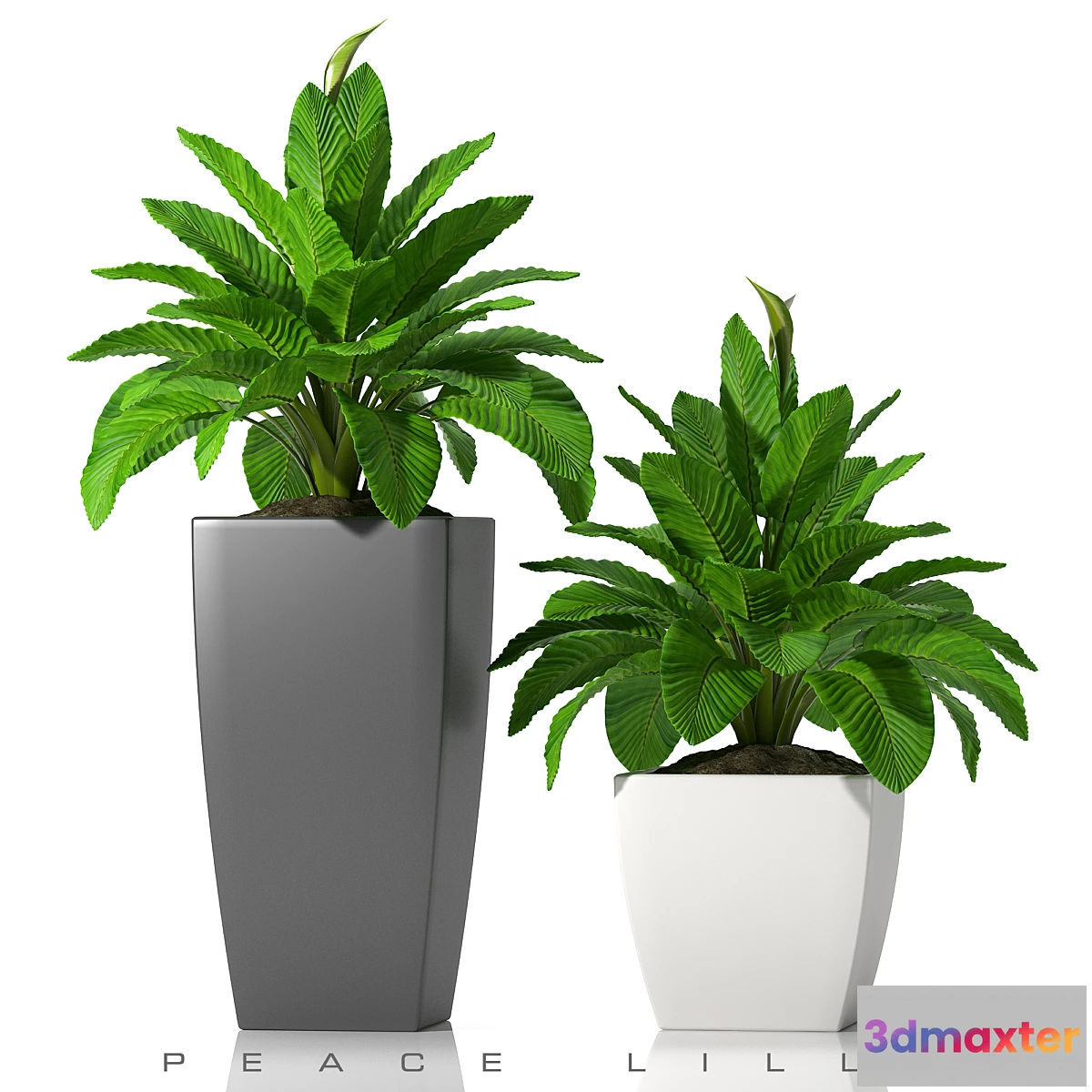 645747 - PEACE LILLY_P28