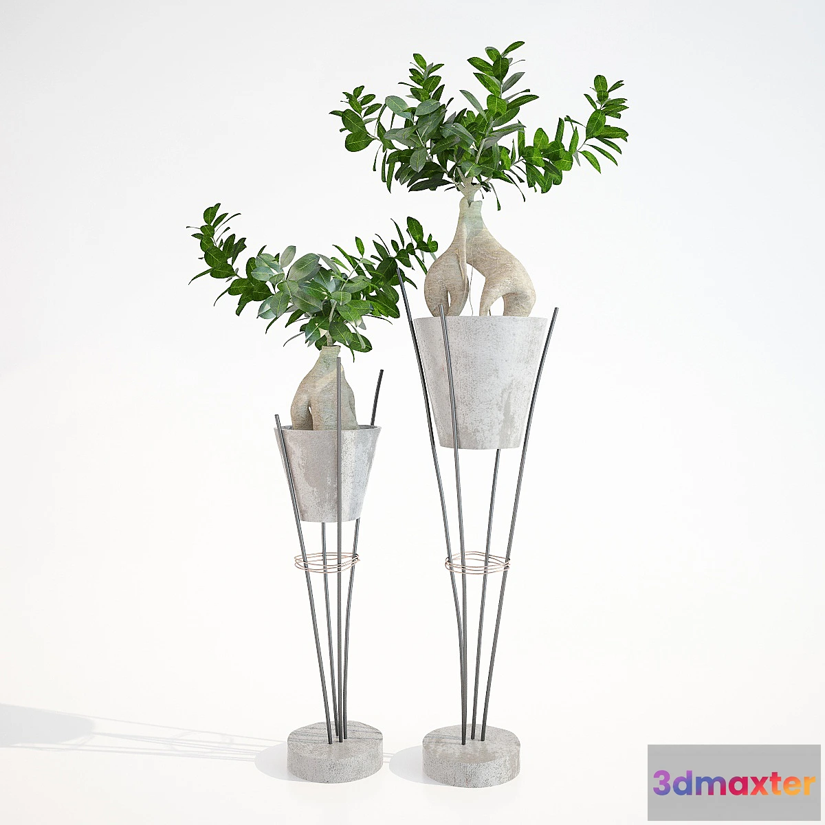 645755 - Ficus ginseng _ Ginseng Ficus Ginseng