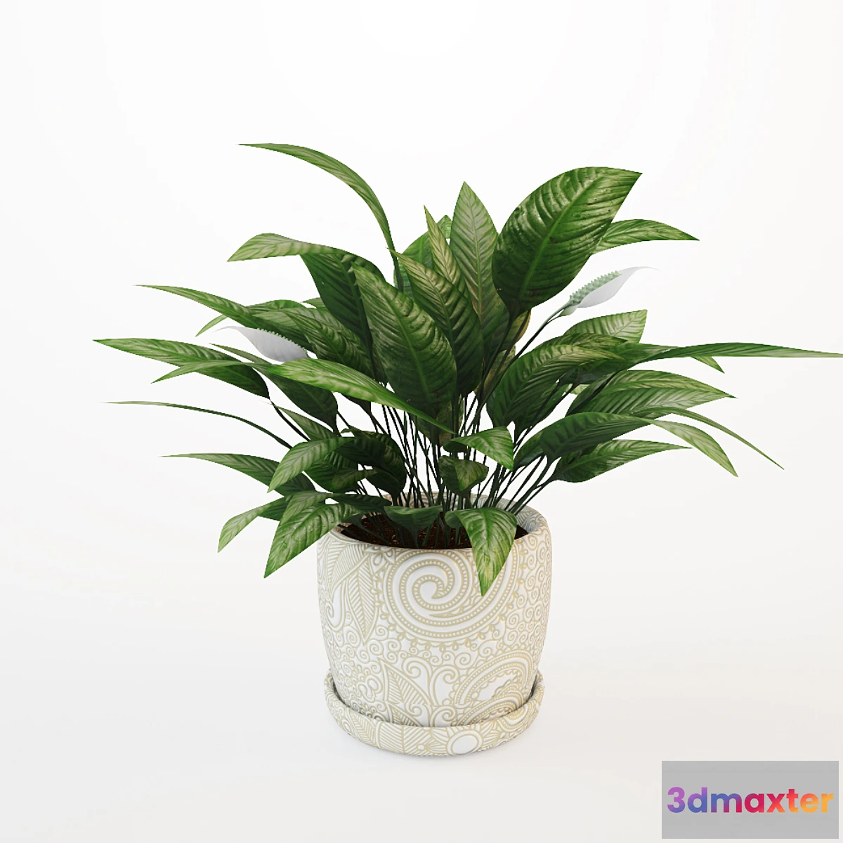 645779 - Flower spathiphyllum