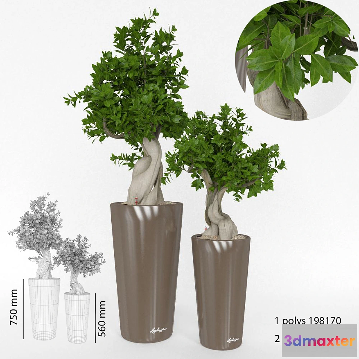 645809 - Ficus Bansal - No.2