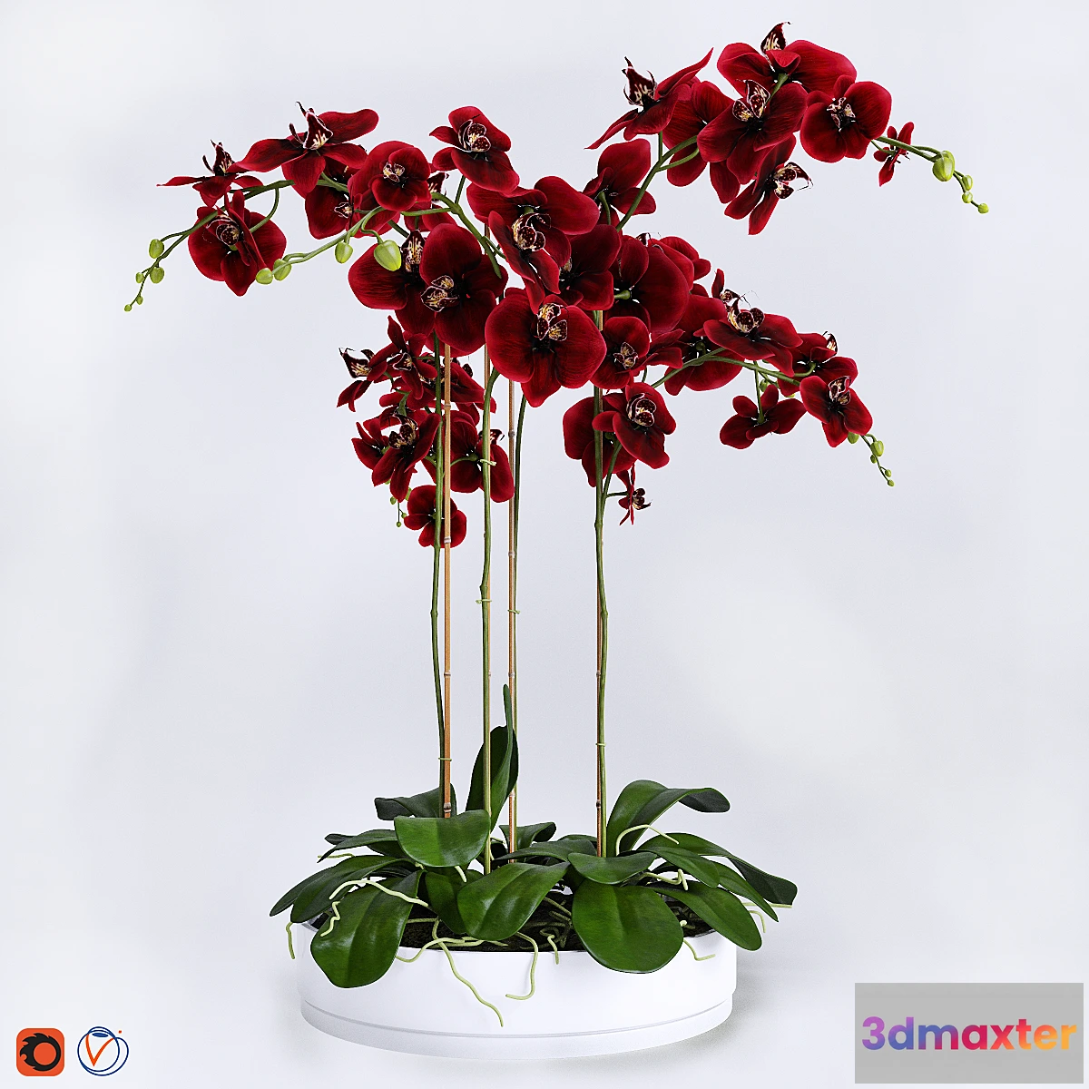 645815 - Orchid 4 - No.3