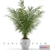645817 - PARLOR PALM P23