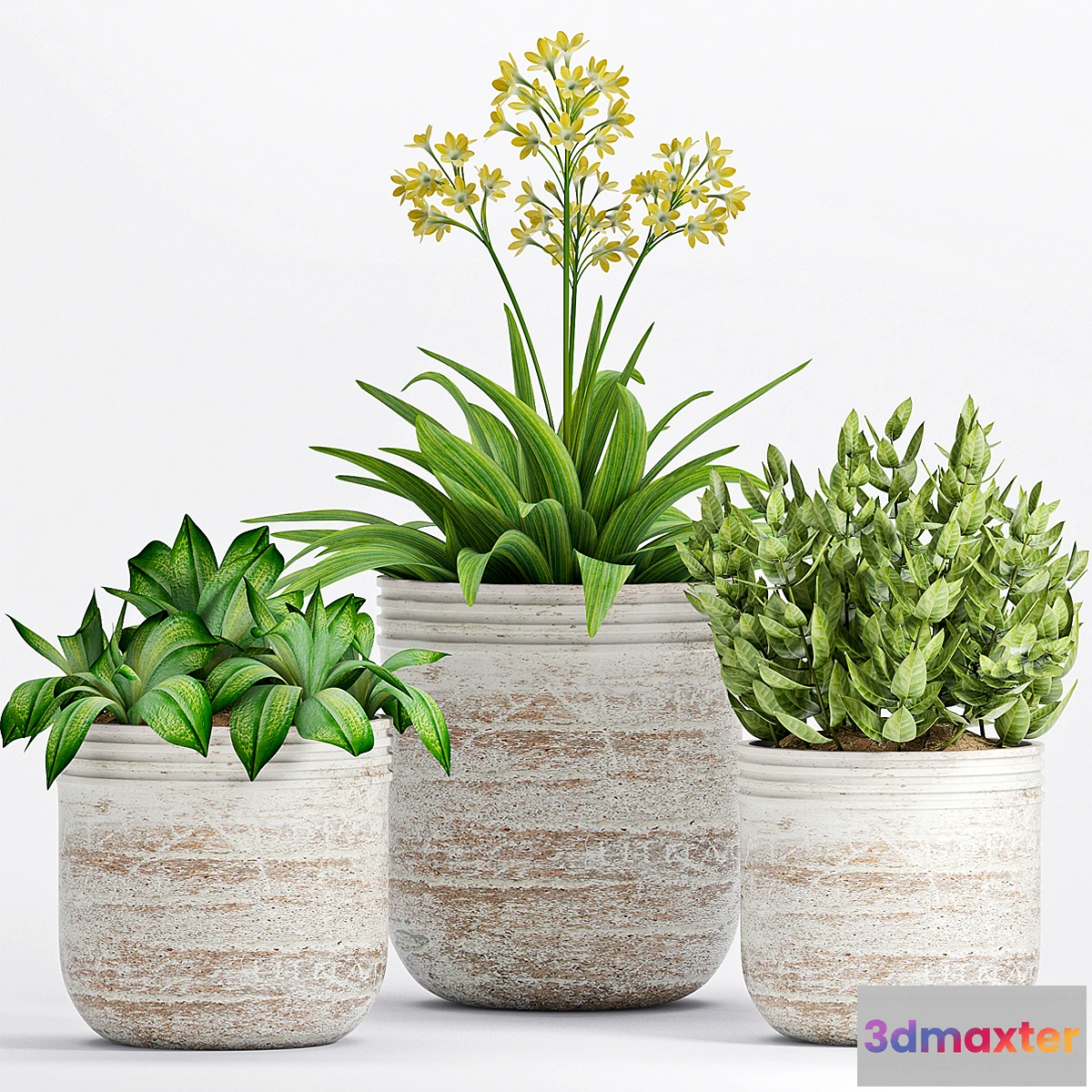 645837 - PLANT -19 - No.2