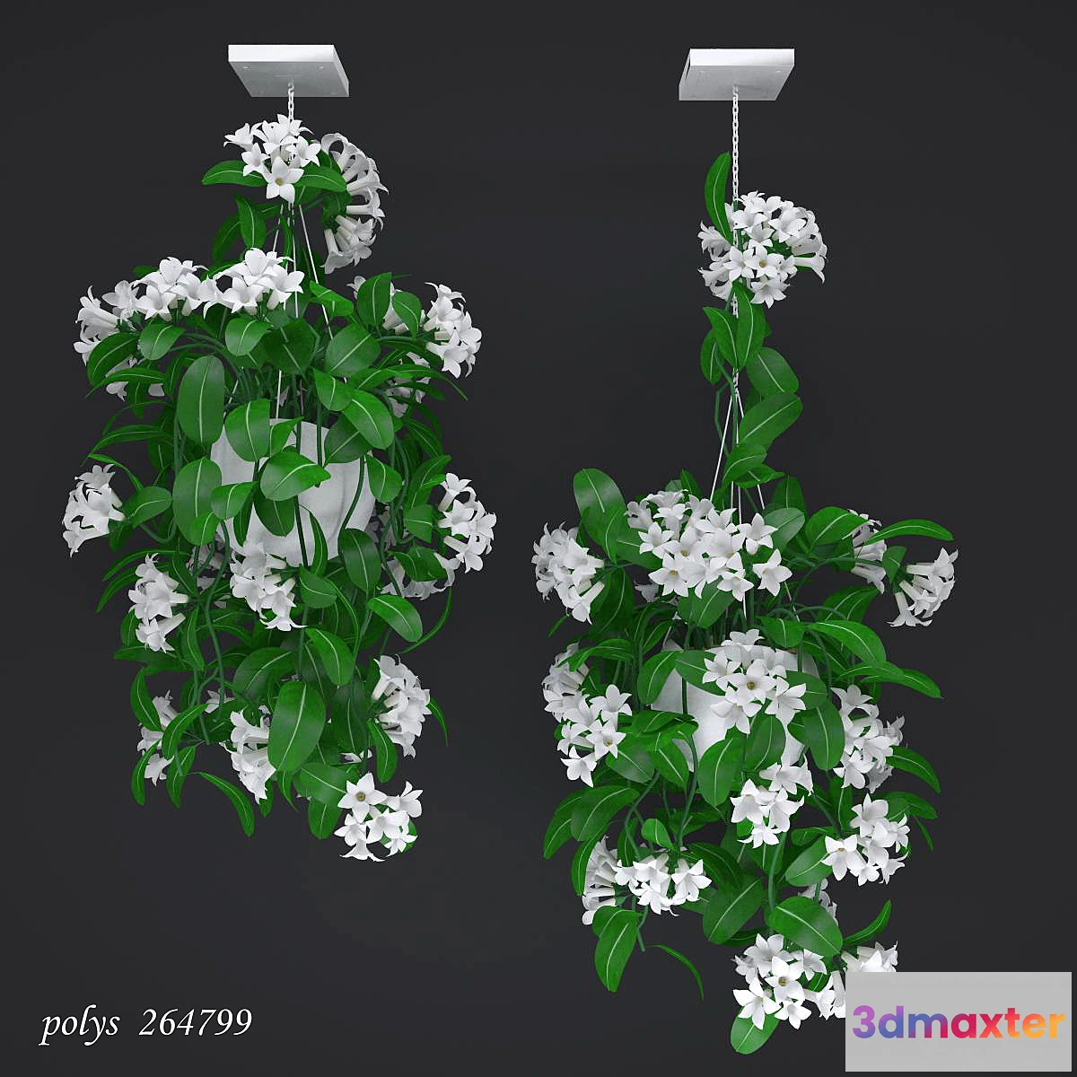 645841 - Liana abundantly flowering stephanotis