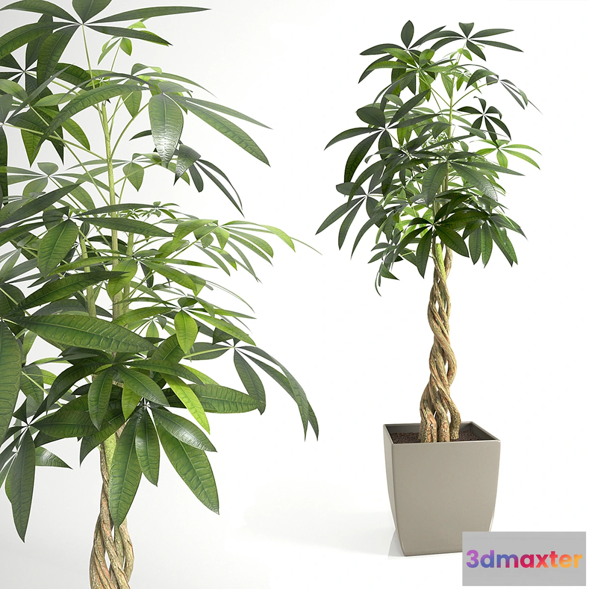 645861 - Pachira Aquatica (Pachira)