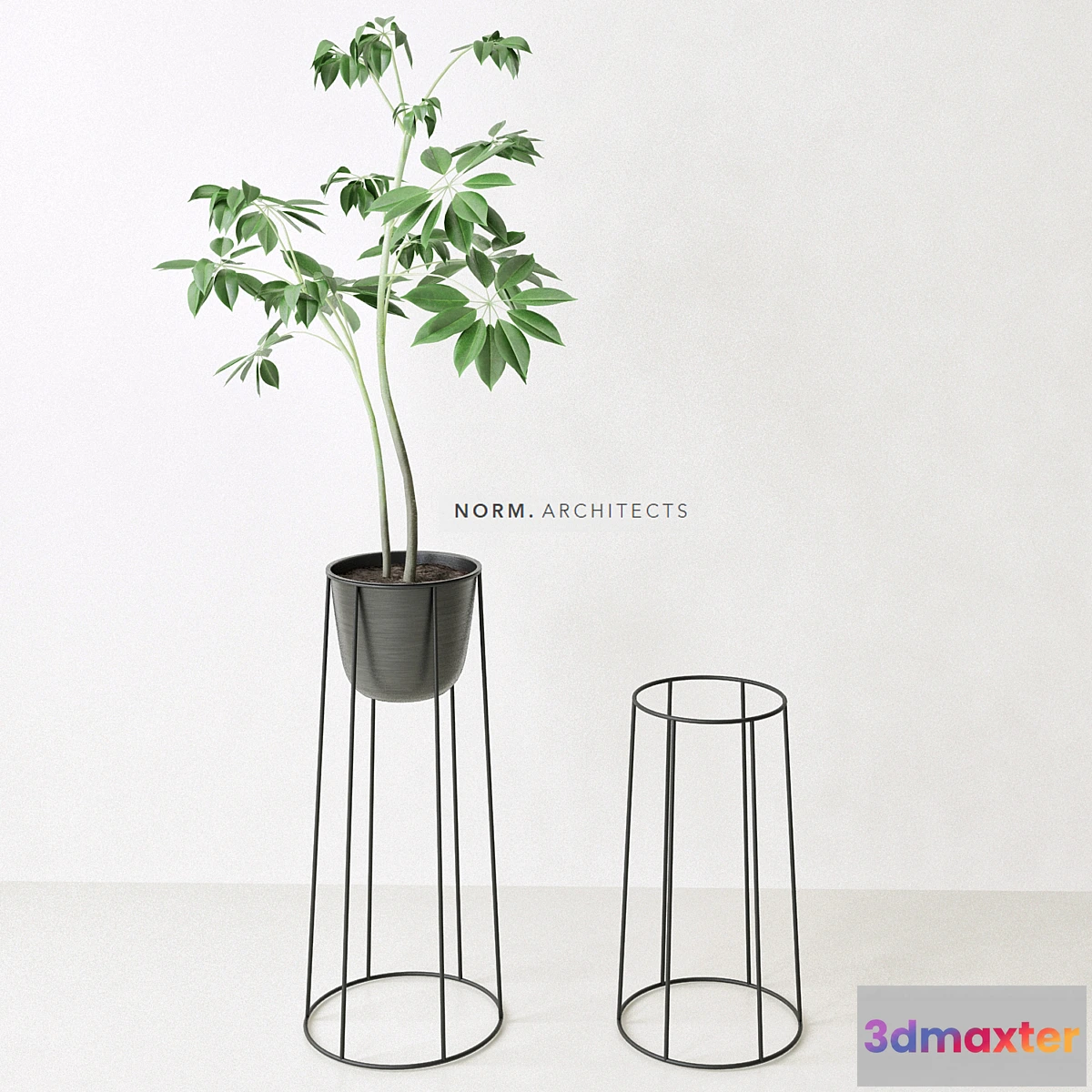 645887 - Plant ficus (Norm architects)