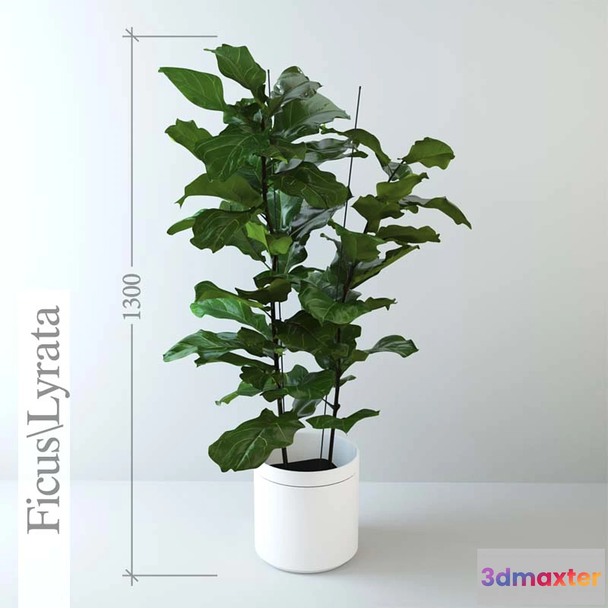 645927 - Ficus  lyrate - No.2