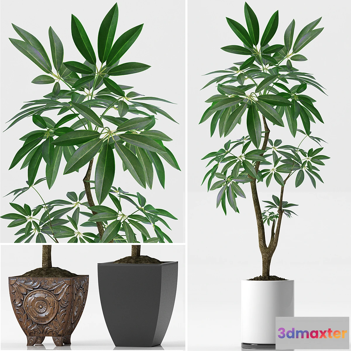 645947 - EVA PACHIRA AQUATICA_PLANT_37