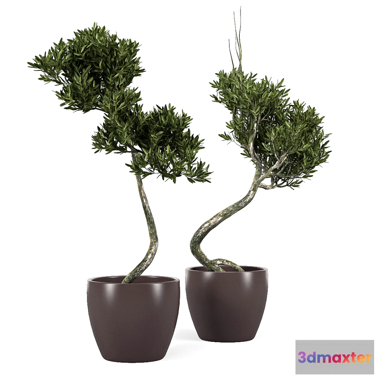 645965 - Olive Tree 2