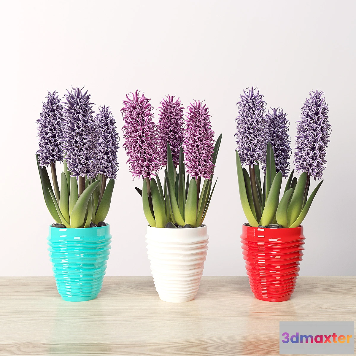 645995 - Hyacinth (Hyacínthus)