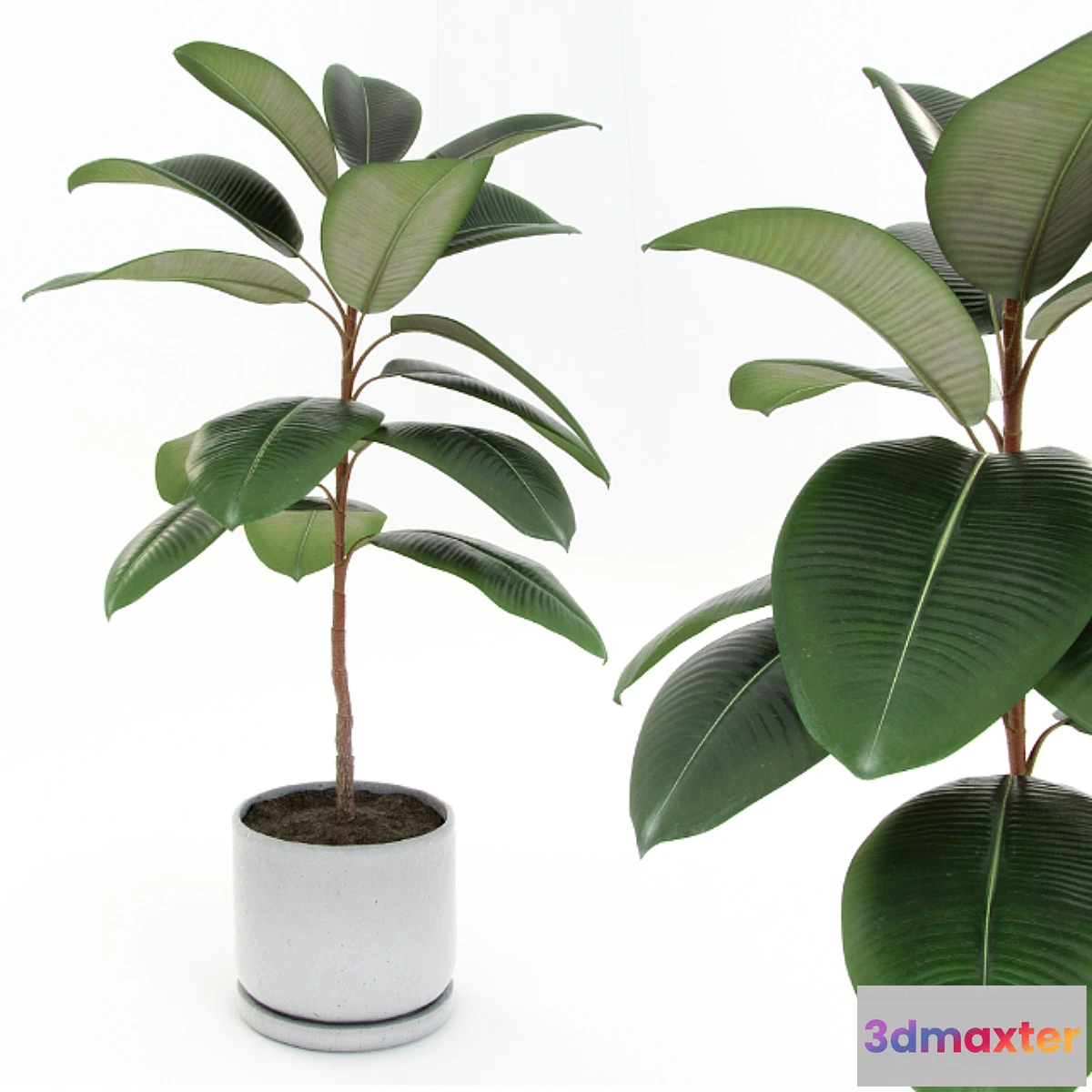 646005 - Ficus elastica decora (small)