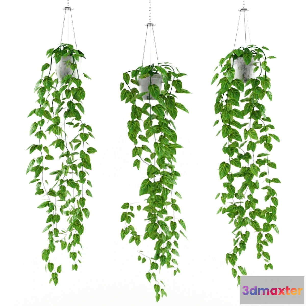 646013 - Philodendron (philodendron scandens)