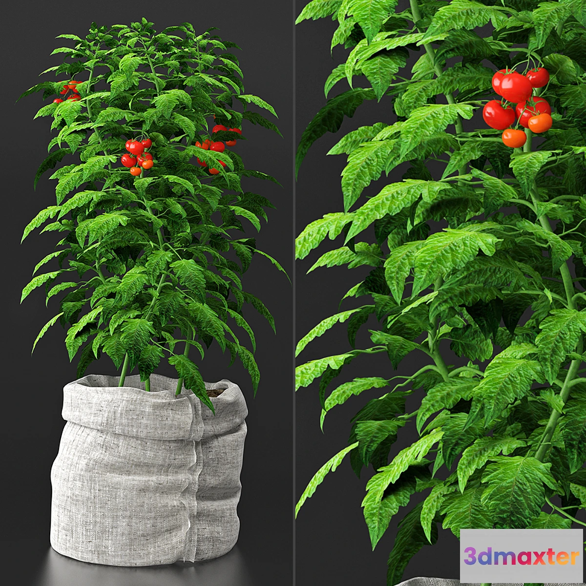 646027 - Tomato plant