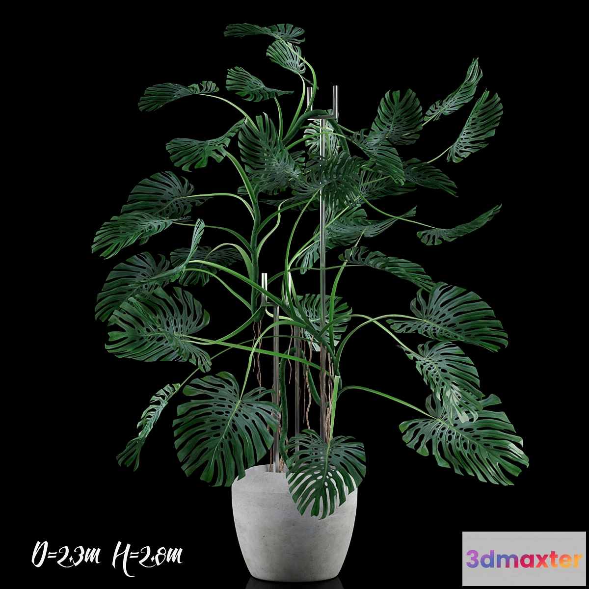 646067 - Big Monstera _ Big Monstera