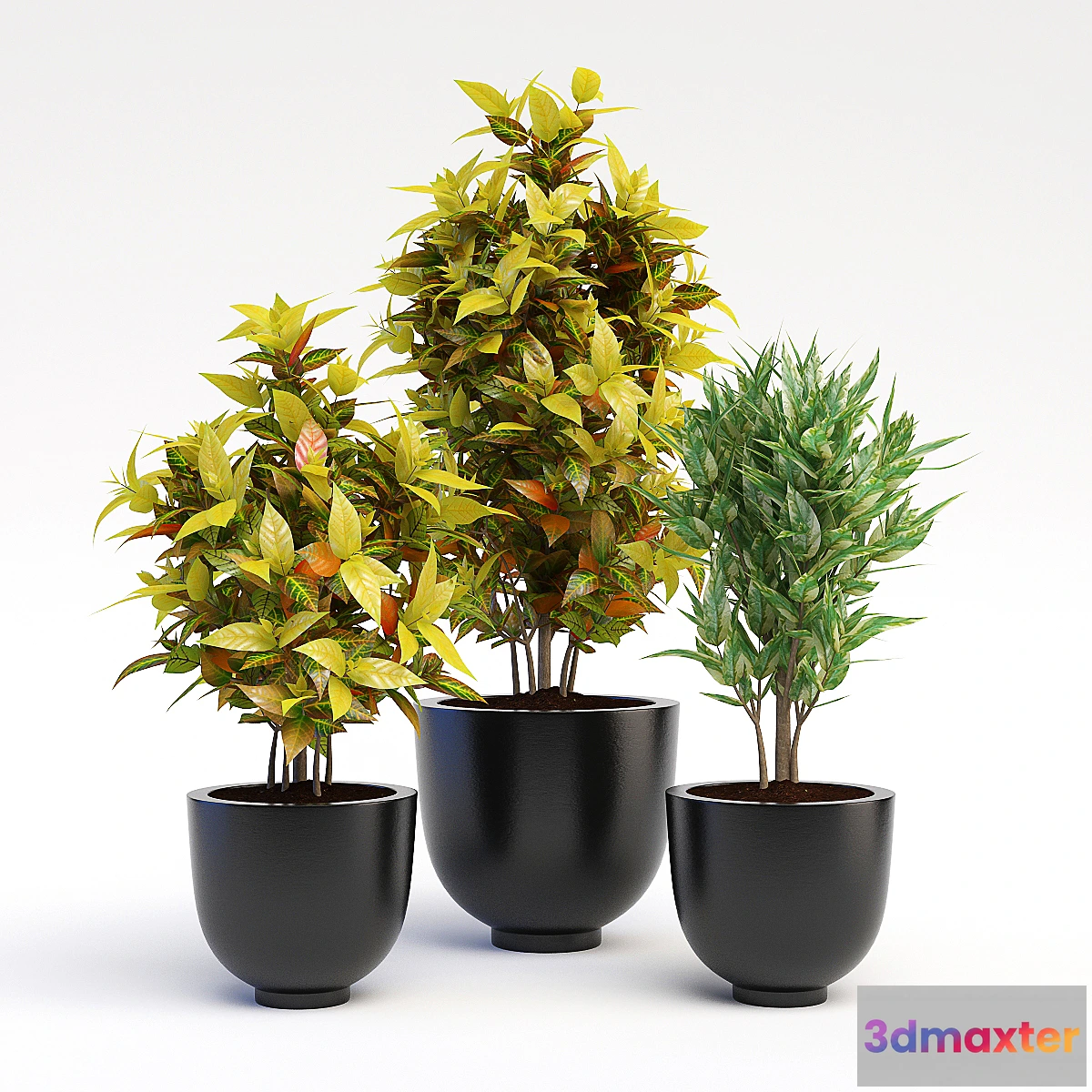 646095 - Codiaeum Variegatum