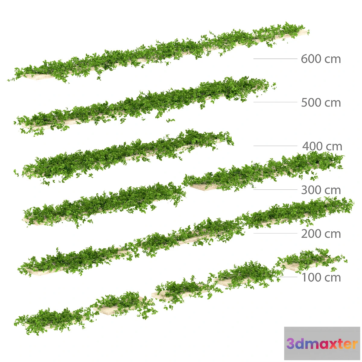 650019 - Leaves shelf. 13 species
