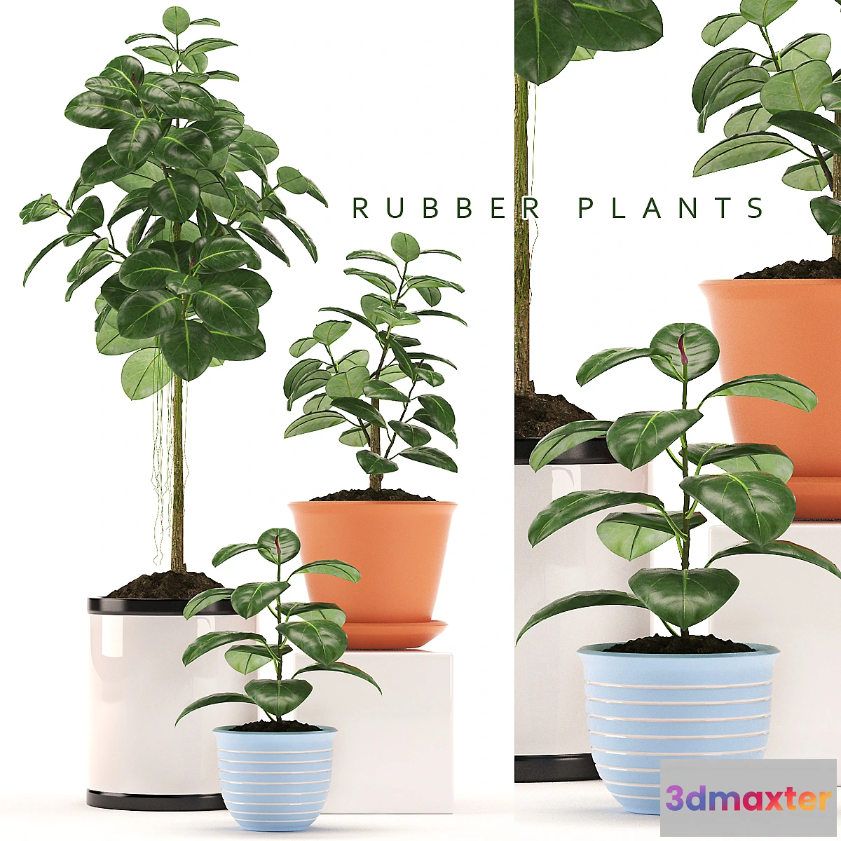 650063 - RUBBER PLANTS 47